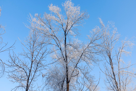 冬雪