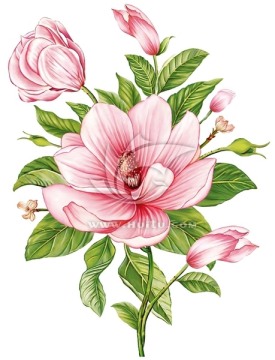 紅茶花（四色通道分層）