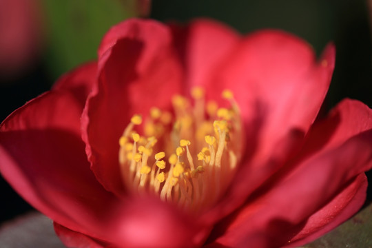 微距花蕊