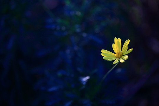 小黄菊花