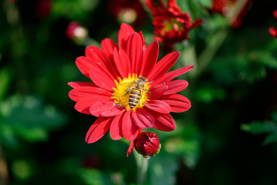 小菊花