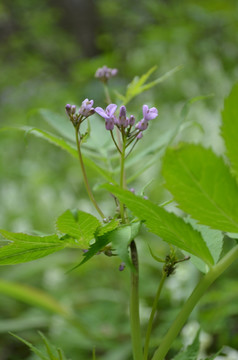 紫色小野花