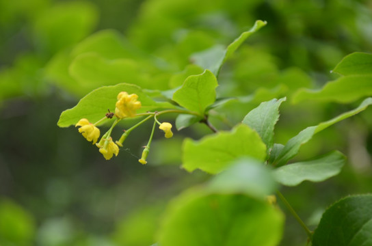 黄色小花