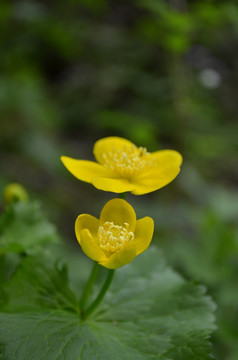 野生小黄花