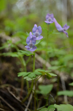 小紫花