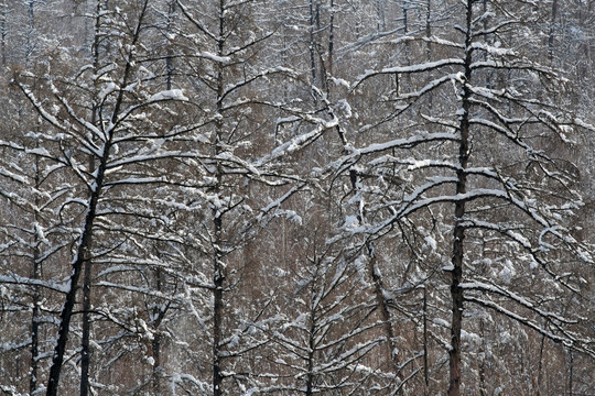 多姿雾林雪松