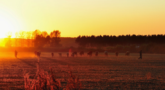 原野夕阳下的牛群