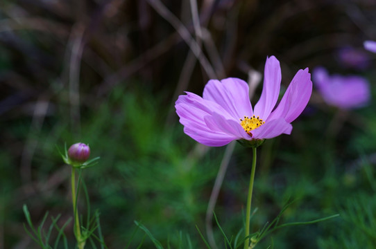 波斯菊 格桑花