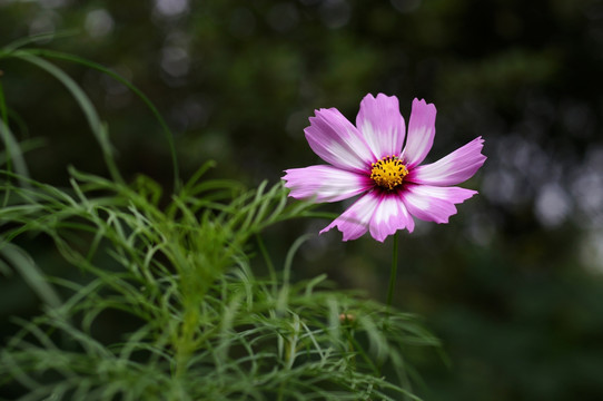 波斯菊 格桑花 花