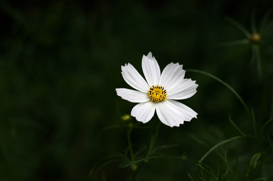 波斯菊 格桑花 花