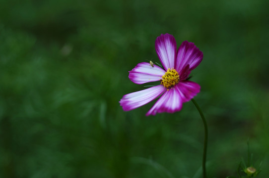 波斯菊 格桑花 花