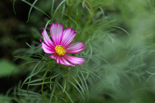 波斯菊 格桑花 花