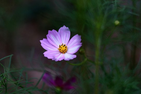 波斯菊 格桑花 花