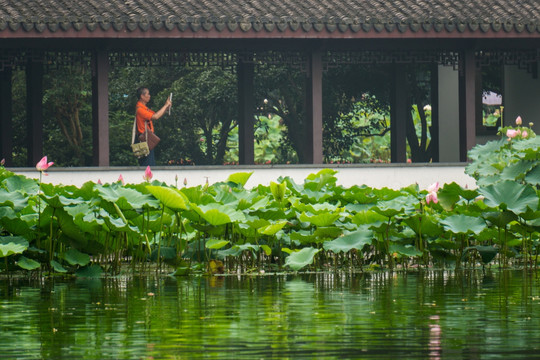 荷塘 荷花 西湖 旅游