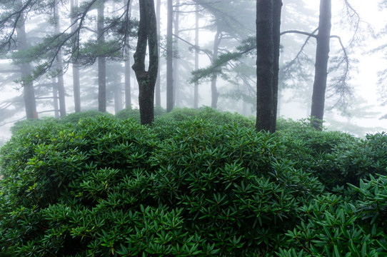 高山 松树