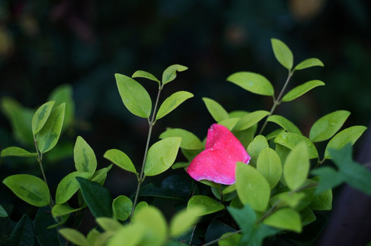 花瓣 玫瑰 叶子