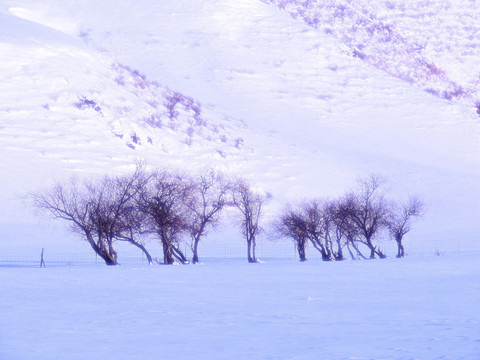 梦幻雪原