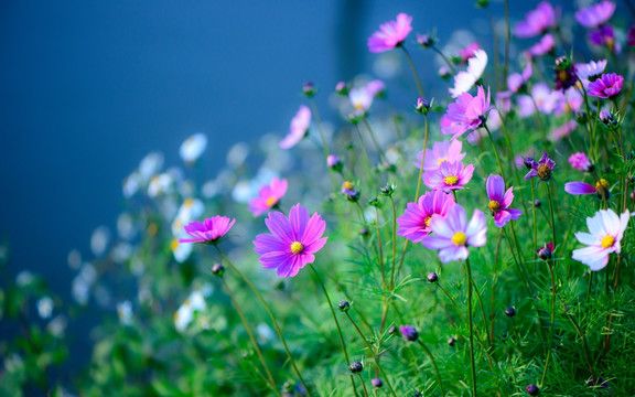 河边的格桑花