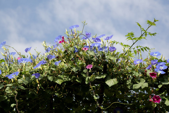 牵牛花