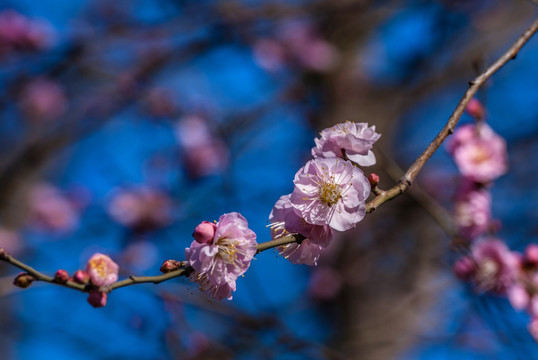 梅花