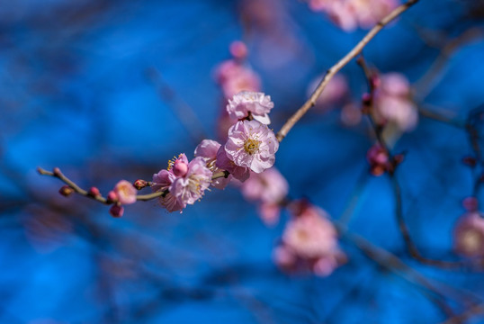 梅花