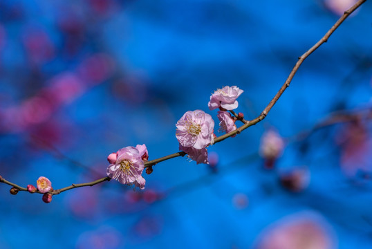 梅花