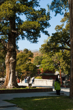 大觉寺古松柏