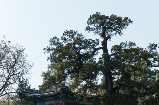 古松柏古寺