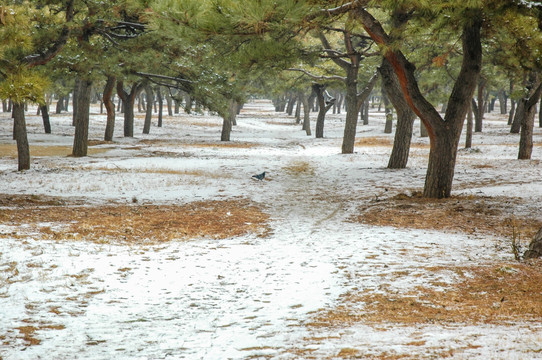 雪后的油松林