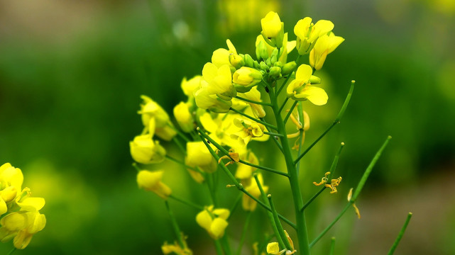 油菜花