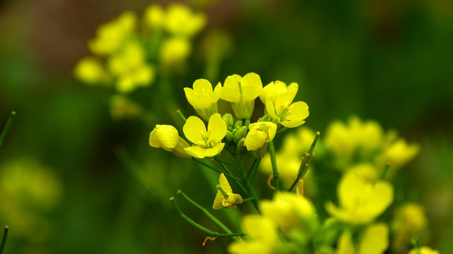 油菜花