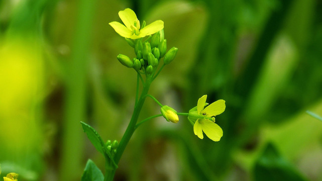 油菜花