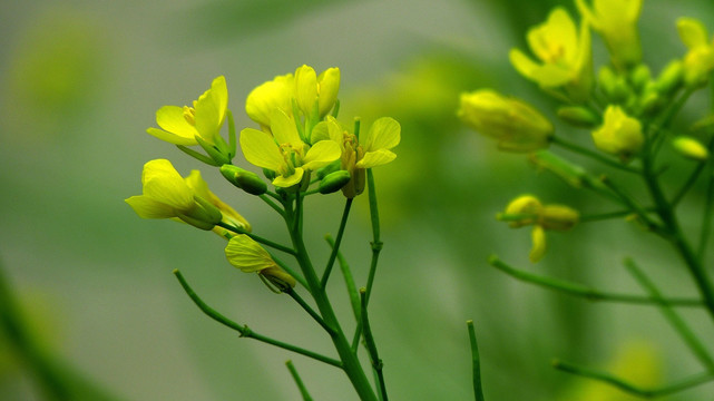 油菜花