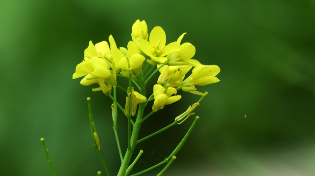 油菜花