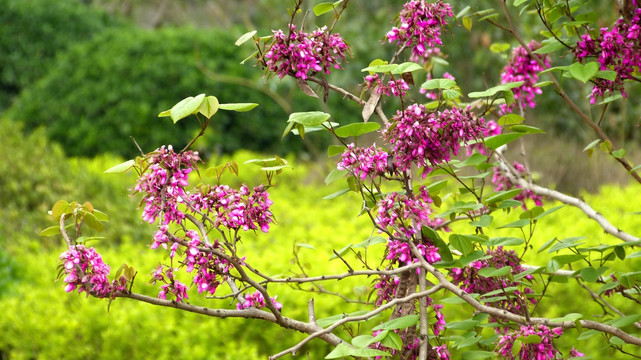 紫花