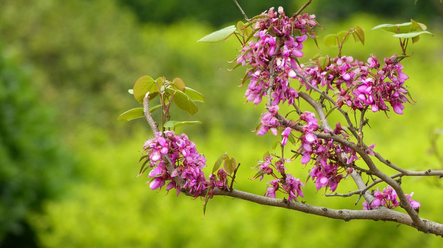 紫花