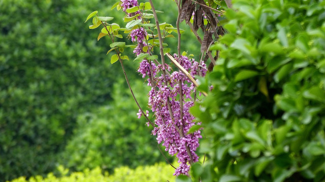 紫花