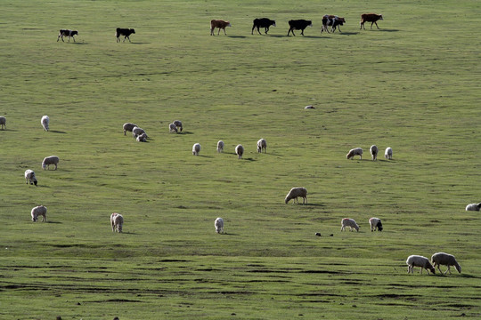 草地春色 农牧牛羊