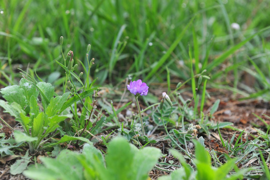 紫色小花