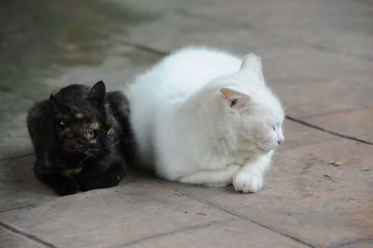 猫 黑白双雄