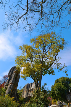 石林风景区