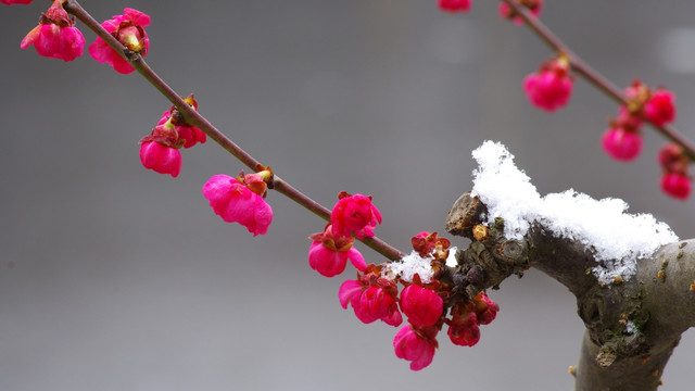 雪中绽放的红色梅花