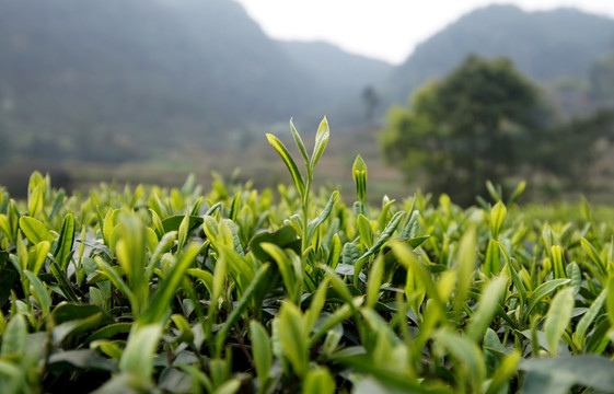 茶树