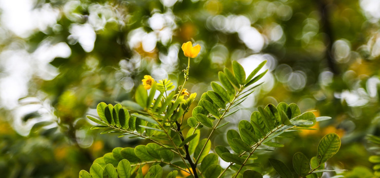 银杏 花