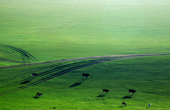 清晨的草原牧场 牛群