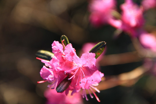 兴安杜鹃花