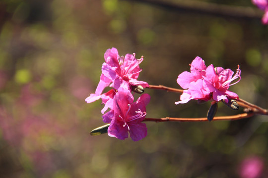 兴安杜鹃花