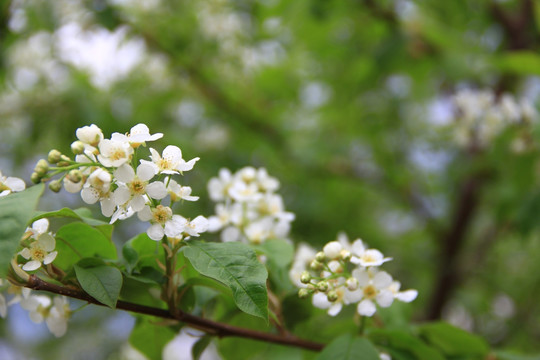 稠李子花