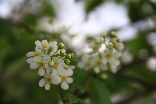 稠李子花