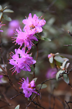 小叶杜鹃花